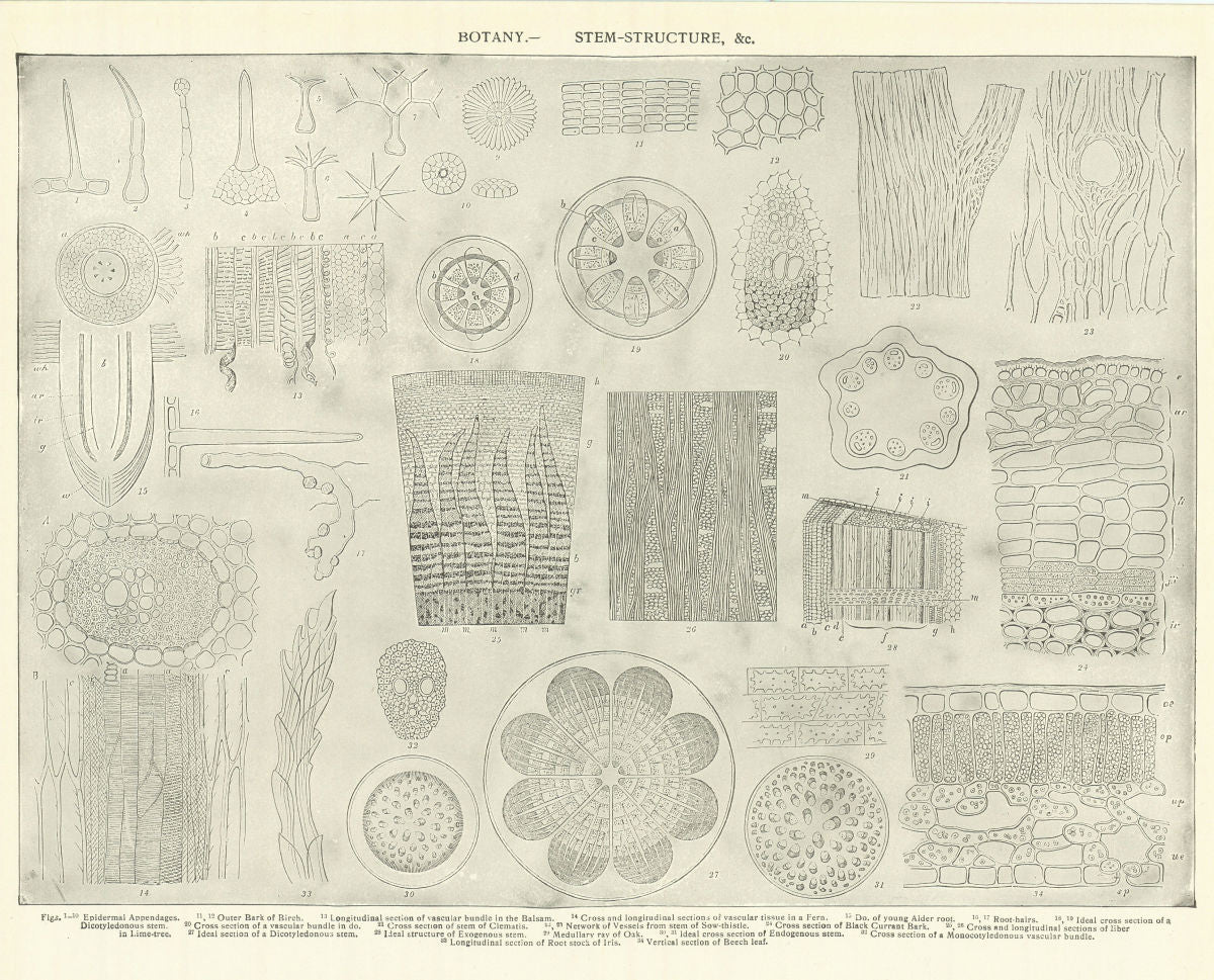 BOTANY. STEM-STRUCTURE Epidermal Appendages Bark vascular bundle Balsam 1907